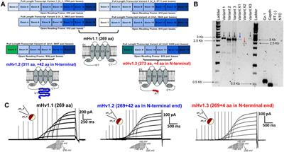 N-terminal region is responsible for mHv1 channel activity in MDSCs